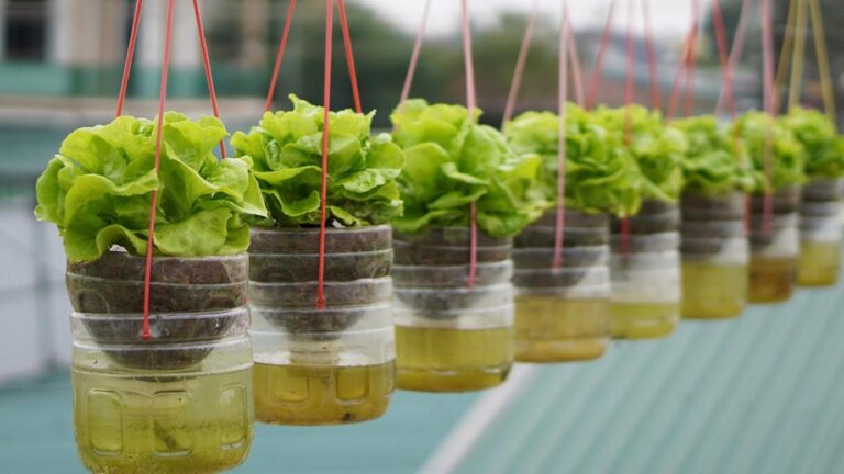 This simple trick lets you grow fresh lettuce in a hanging garden…