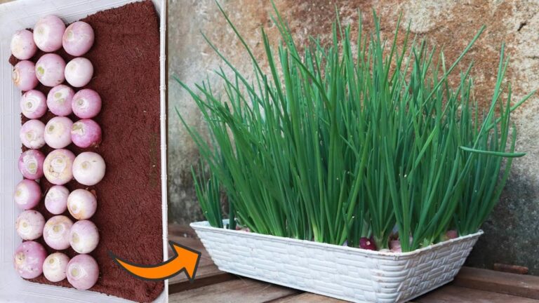 This simple method transforms kitchen scraps into a lush green onion garden…