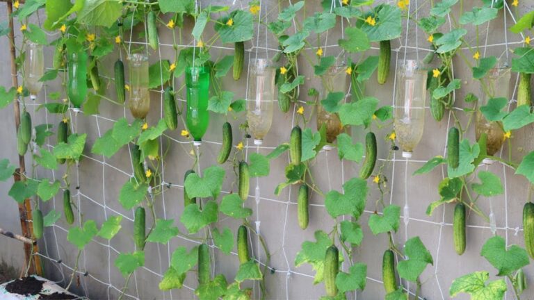 This simple trick transforms small spaces into abundant cucumber gardens…