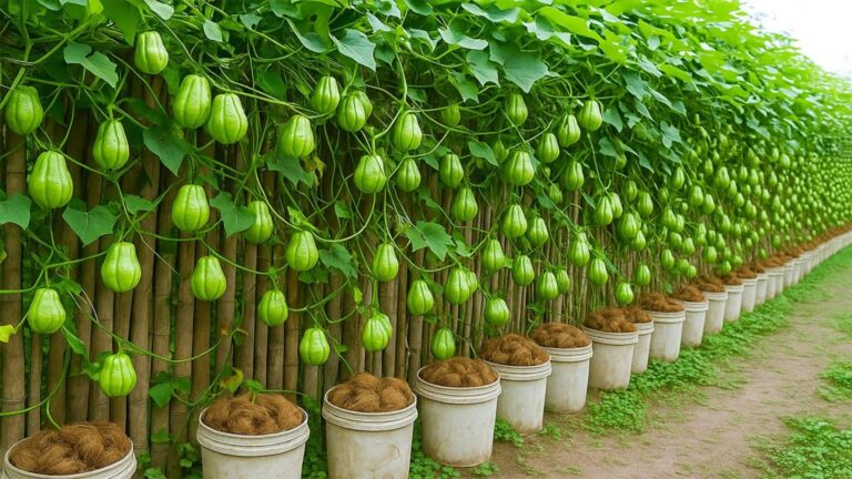 This simple idea turns dried coconuts into a lush chayote garden…