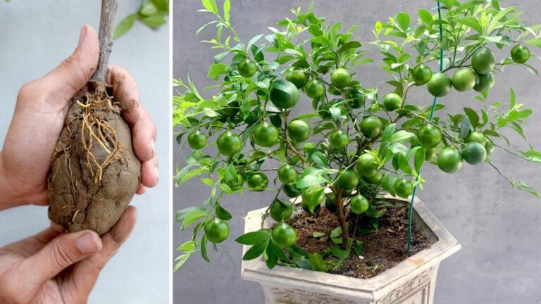 This simple method transforms your garden, letting you grow lemons all year round…