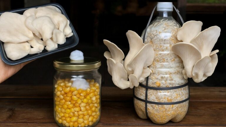 This simple method transforms store-bought mushrooms into a thriving garden…