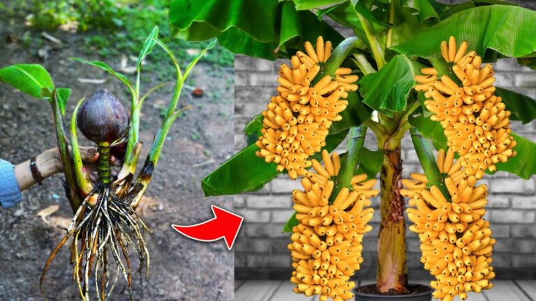 This forgotten trick turns banana flowers into a bountiful fruit harvest…