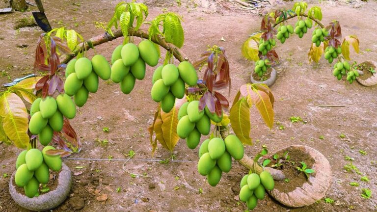 This simple gesture transforms coconut shells into thriving mango trees…