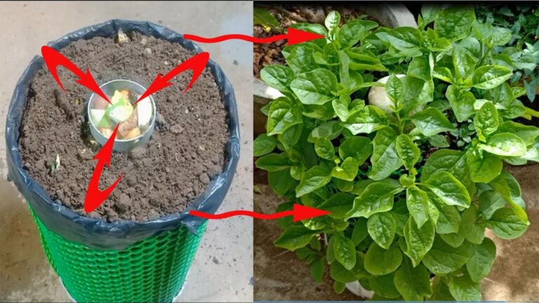 This simple method transforms your home into a thriving spinach garden…