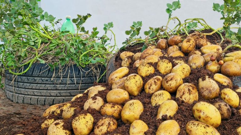 Grow 10+ Potatoes in Tires: The Ultimate Recycling Method You Need to Try!