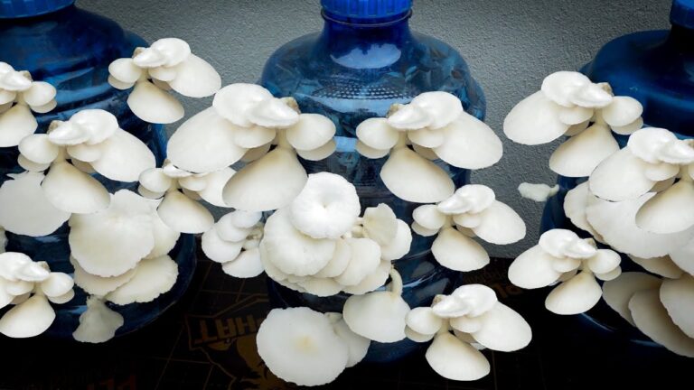 Grow 5 Types of Mushrooms at Home Using Plastic Bottles and Dried Banana Leaves