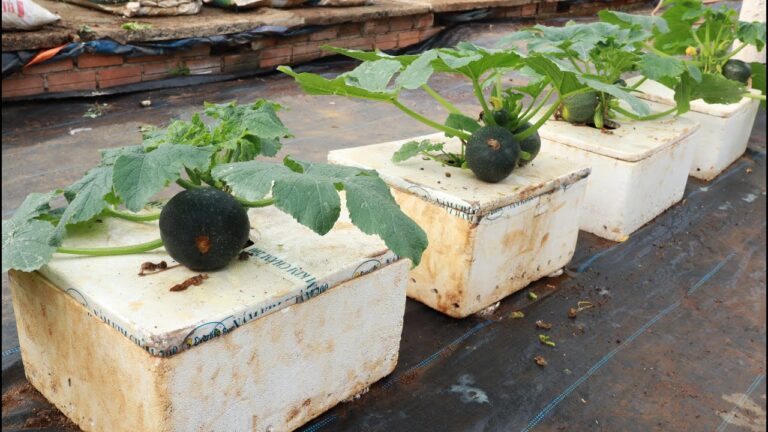 Grow 7 Amazing Squash Varieties in a Sauce Box Garden!
