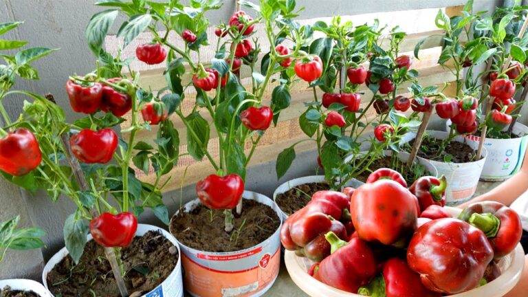 5 Easy Tips for Growing Abundant Heat Resistant Bell Peppers on Your Terrace
