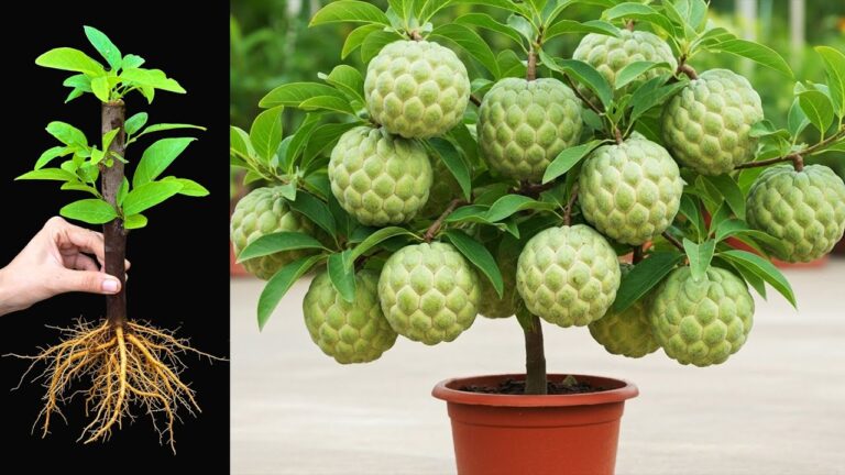 3 Easy Steps to Grow Sweetsop Trees from Cuttings at Home