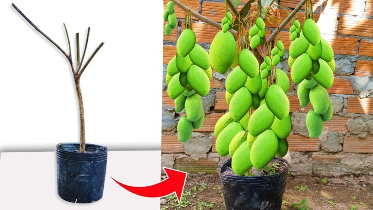 Master 5 Unique Techniques to Propagate Mango Trees Like a Pro!