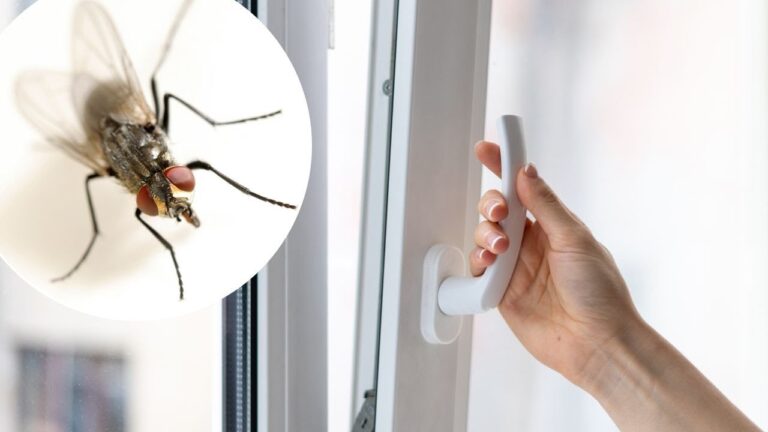 6 Simple Tricks to Keep Flies Out While Your Windows Are Open