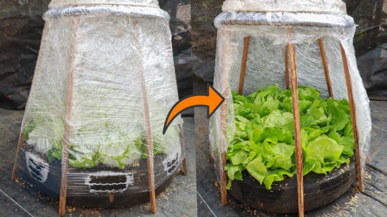 10 Simple Steps to Grow Winter Lettuce in a Mini Greenhouse with Recycled Tires