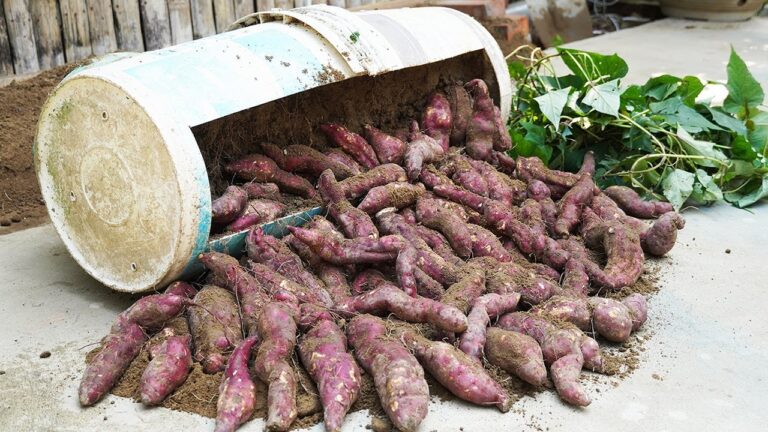Grow Sweet Potatoes Year-Round: 5 Tips for a Bountiful Harvest!